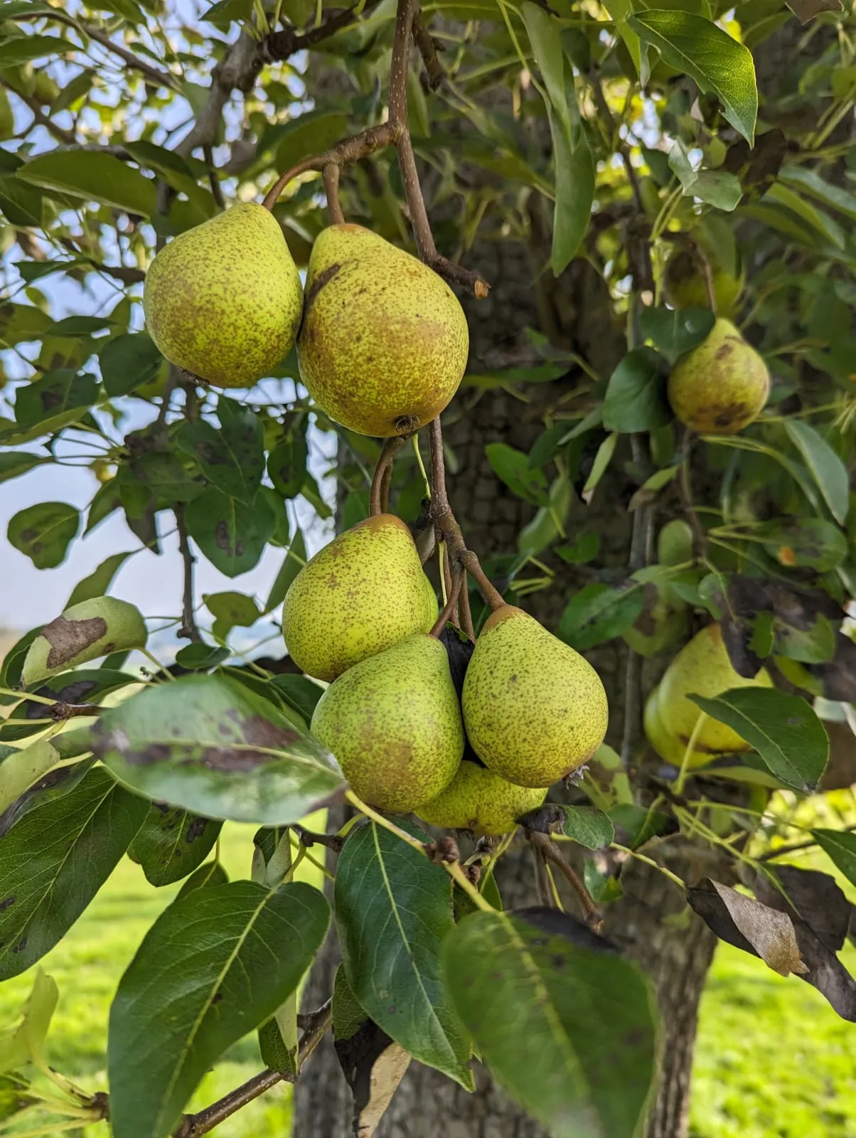 Pickled Pears